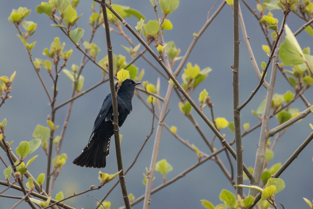 Square-tailed Drongo-Cuckoo - ML619718683