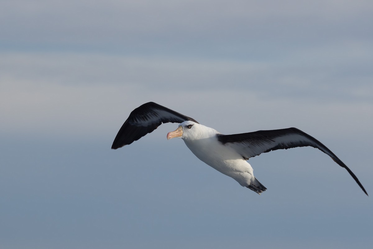 Black-browed Albatross (Campbell) - ML619718691