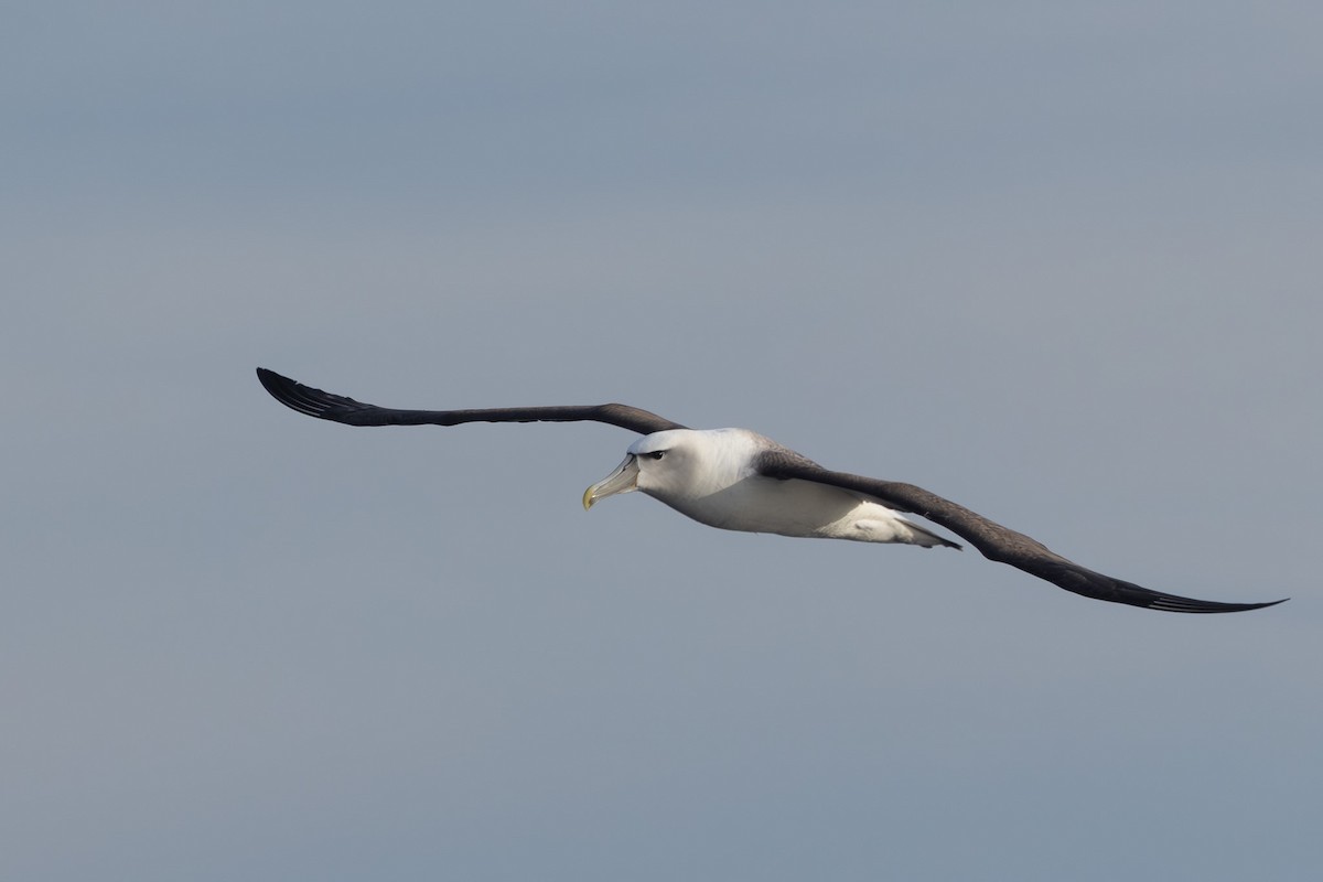 Albatros à cape blanche - ML619718697