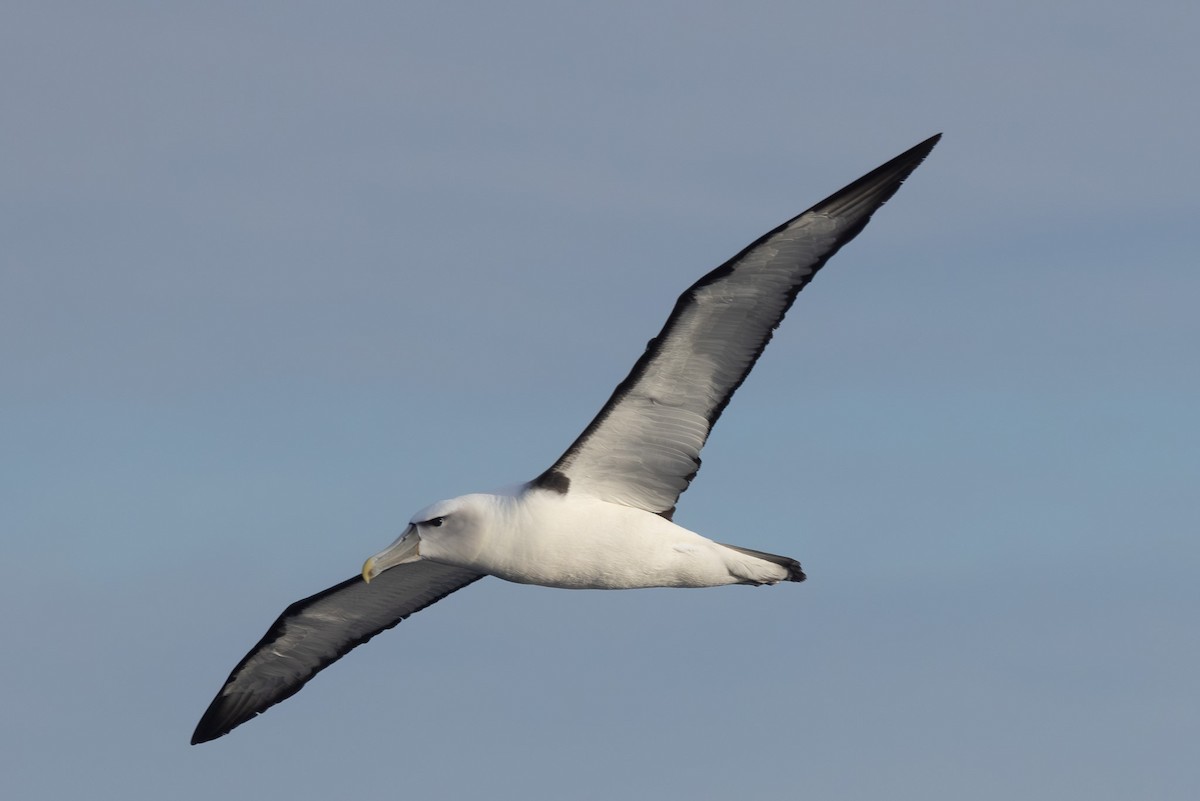 White-capped Albatross - ML619718700