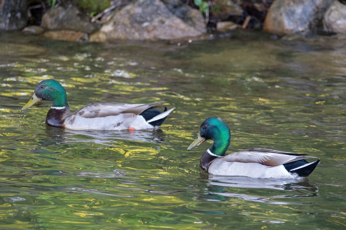 Mallard - William Pixler