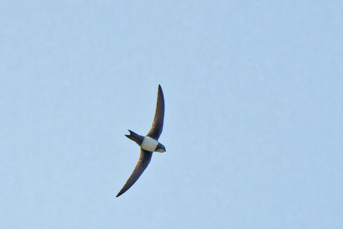 Alpine Swift - ML619718706