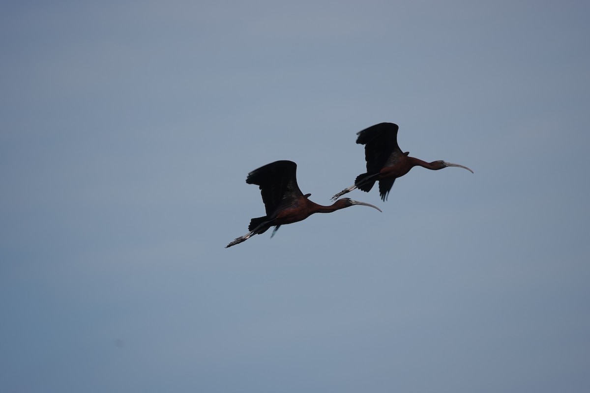 ibis hnědý - ML619718723