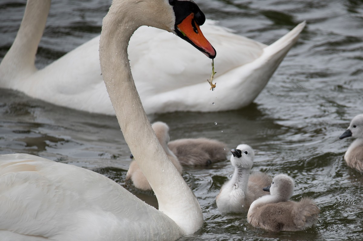 Mute Swan - William Pixler