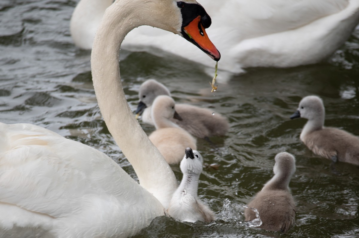 Mute Swan - William Pixler