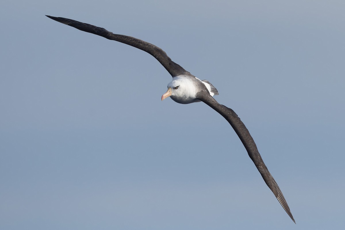 albatros černobrvý (ssp. impavida) - ML619718729