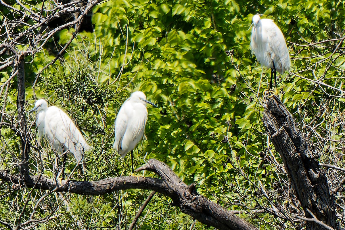 Little Egret - ML619718733