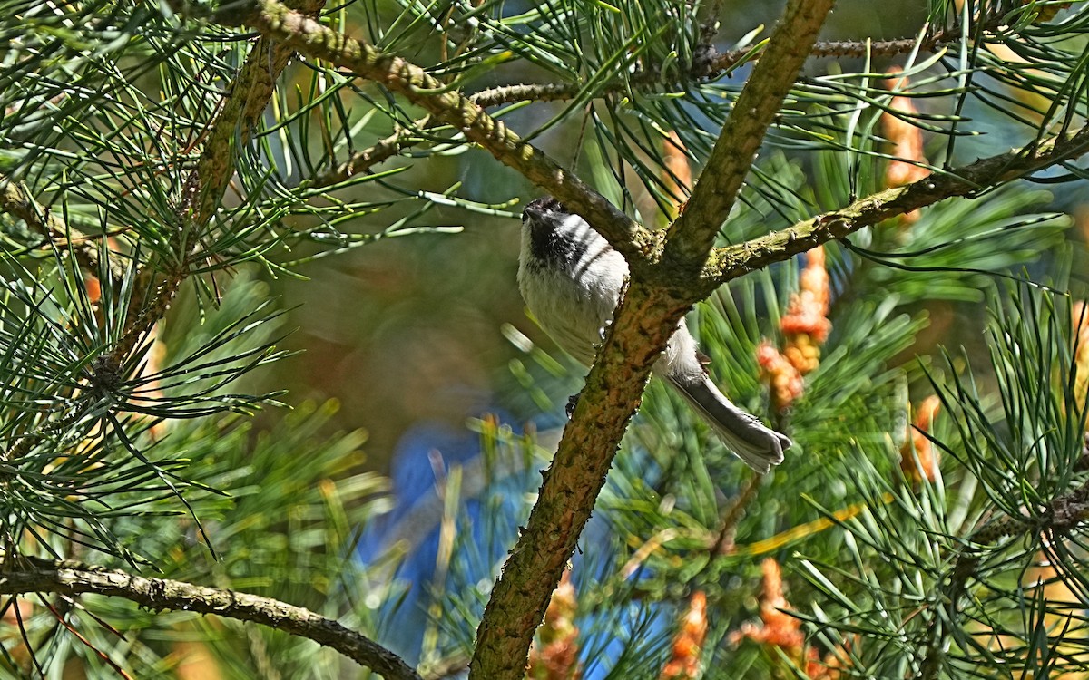 Coal Tit - ML619718757