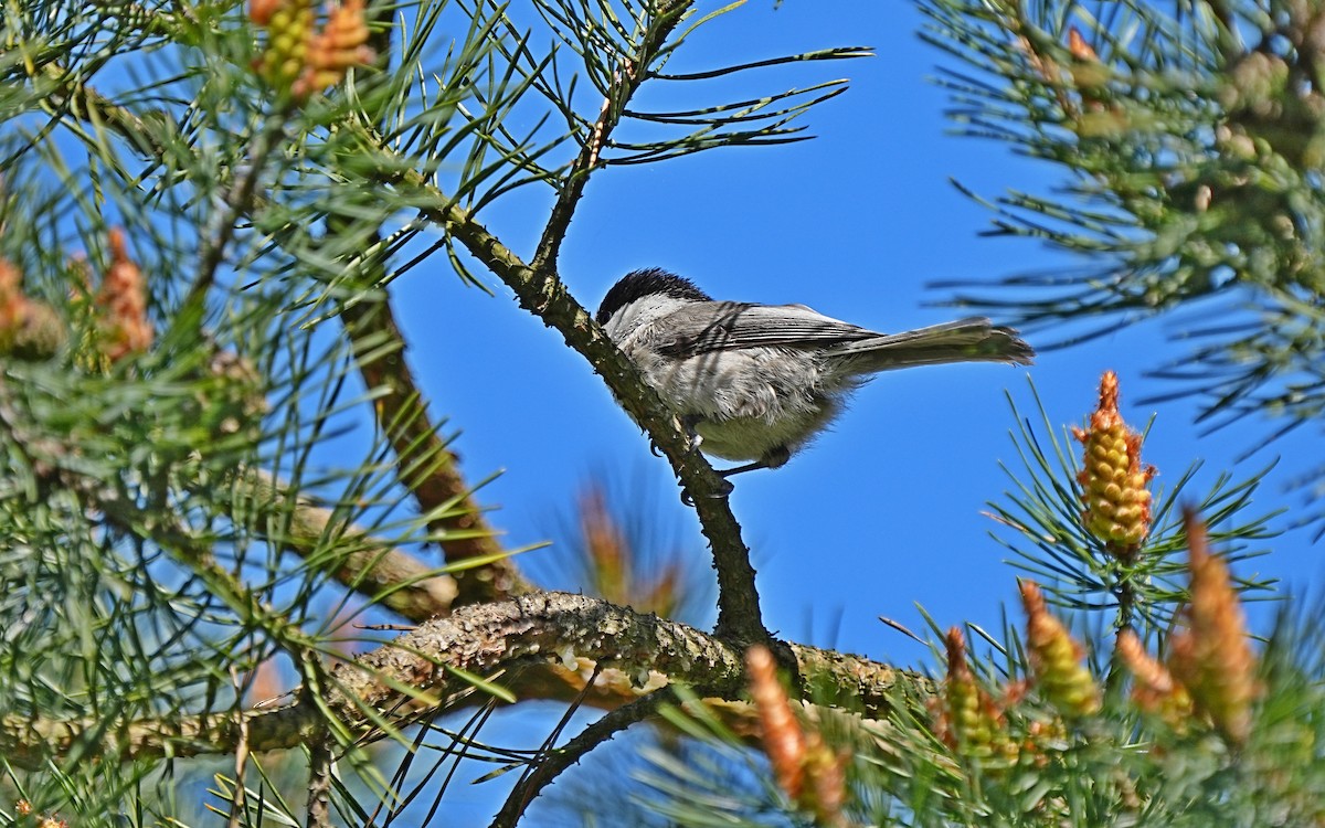 Coal Tit - ML619718758