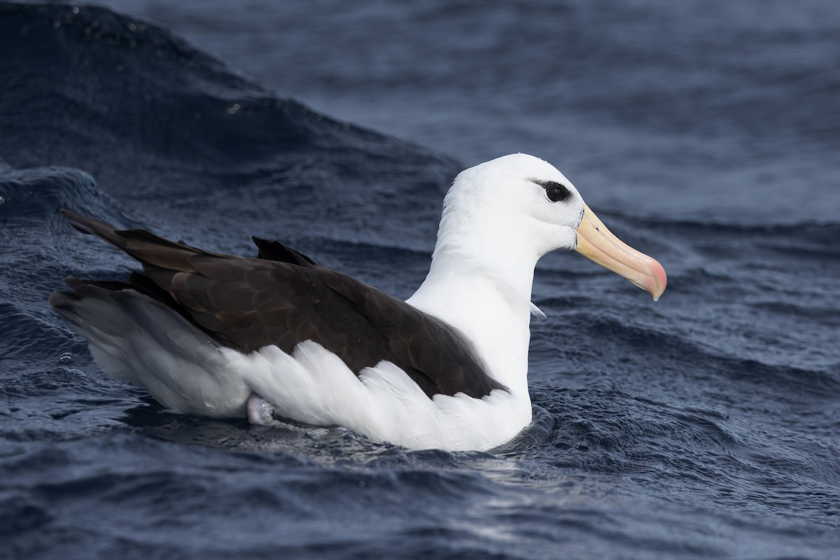 svartbrynalbatross (melanophris) - ML619718762