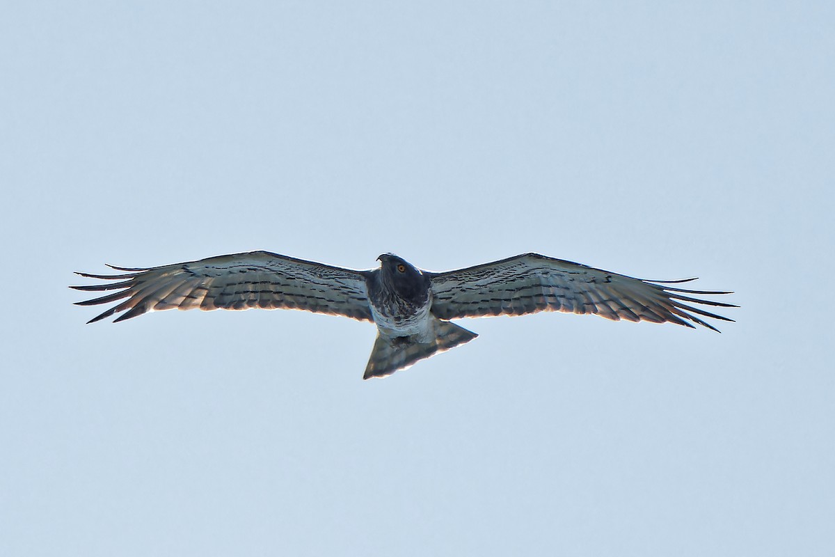 Short-toed Snake-Eagle - ML619718764