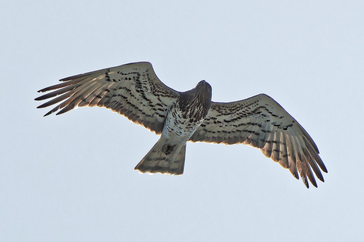 Short-toed Snake-Eagle - ML619718766