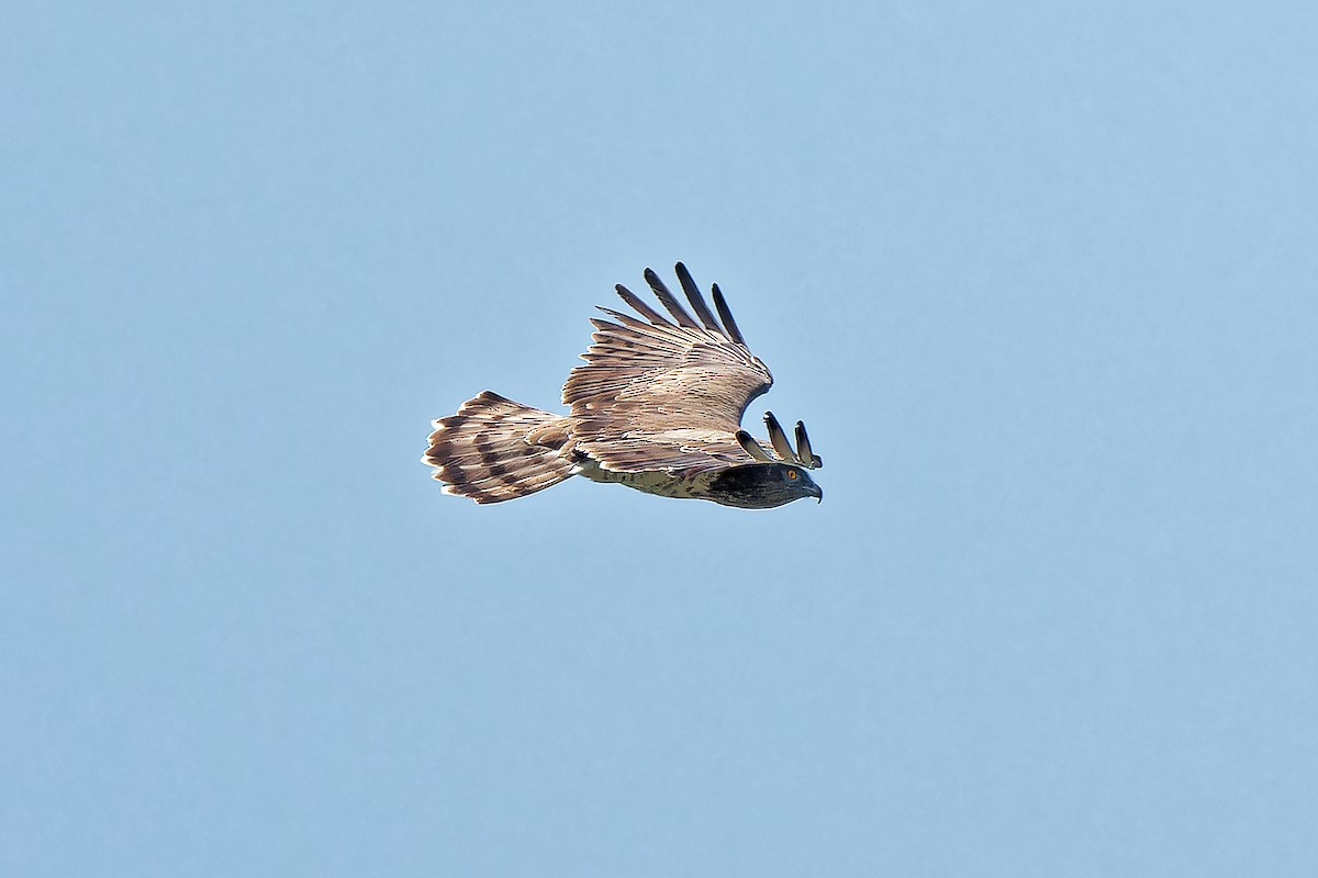 Short-toed Snake-Eagle - ML619718767