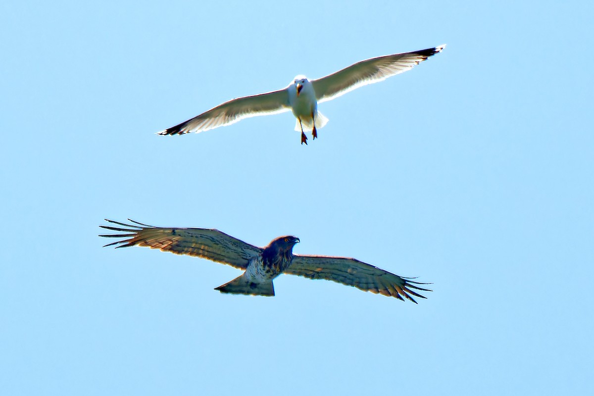 Short-toed Snake-Eagle - ML619718768