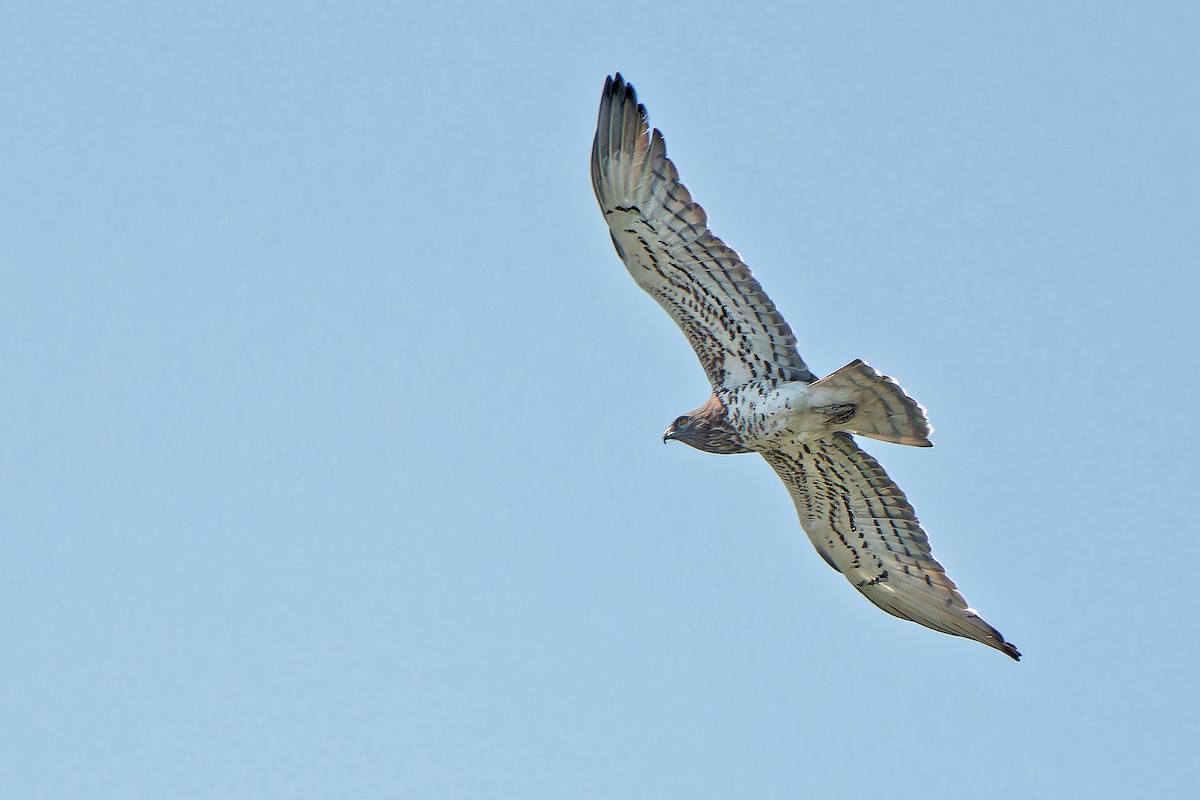 Short-toed Snake-Eagle - ML619718769