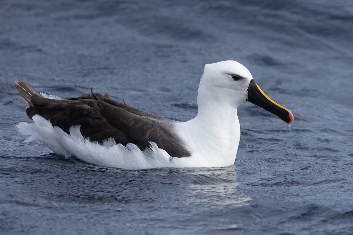 Indian Yellow-nosed Albatross - ML619718780