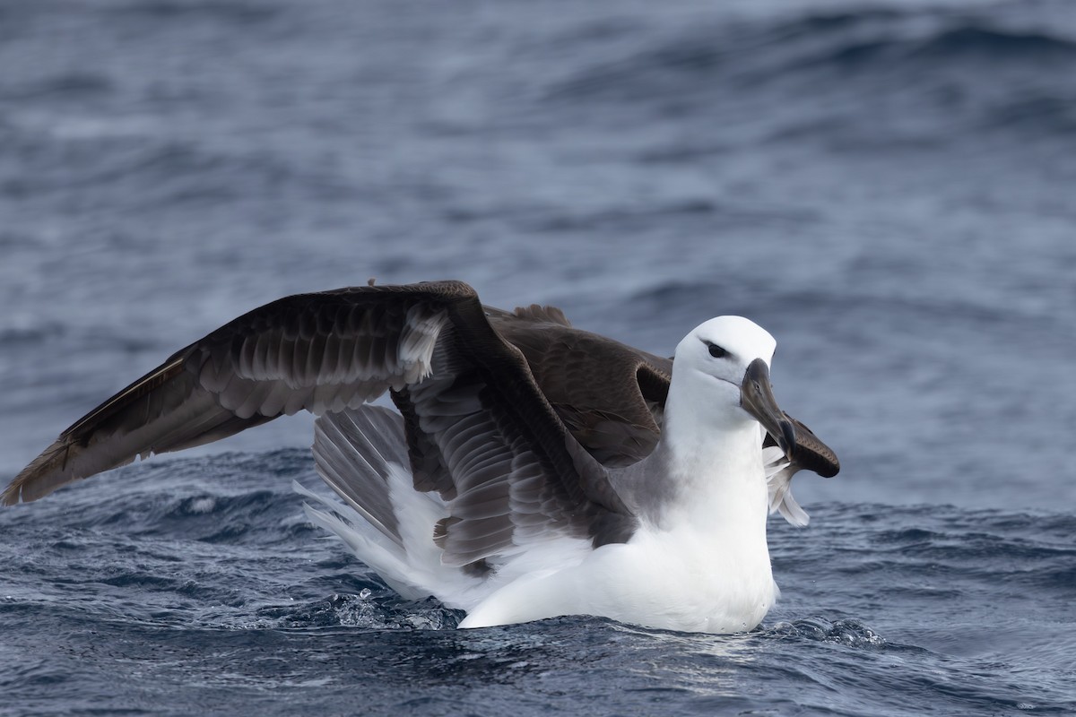 albatros černobrvý - ML619718785