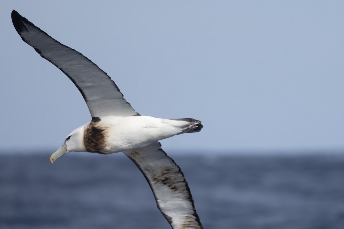 White-capped Albatross - ML619718790