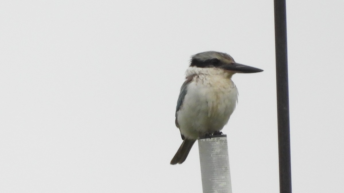 Red-backed Kingfisher - ML619718795