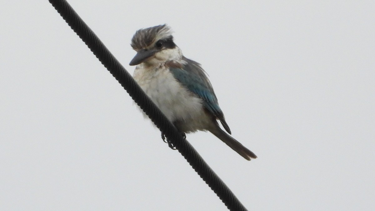 Red-backed Kingfisher - ML619718796