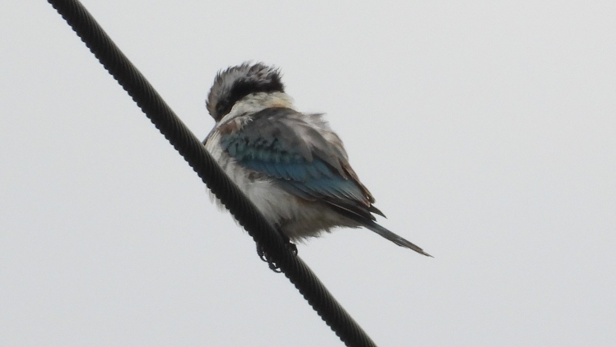 Red-backed Kingfisher - ML619718797