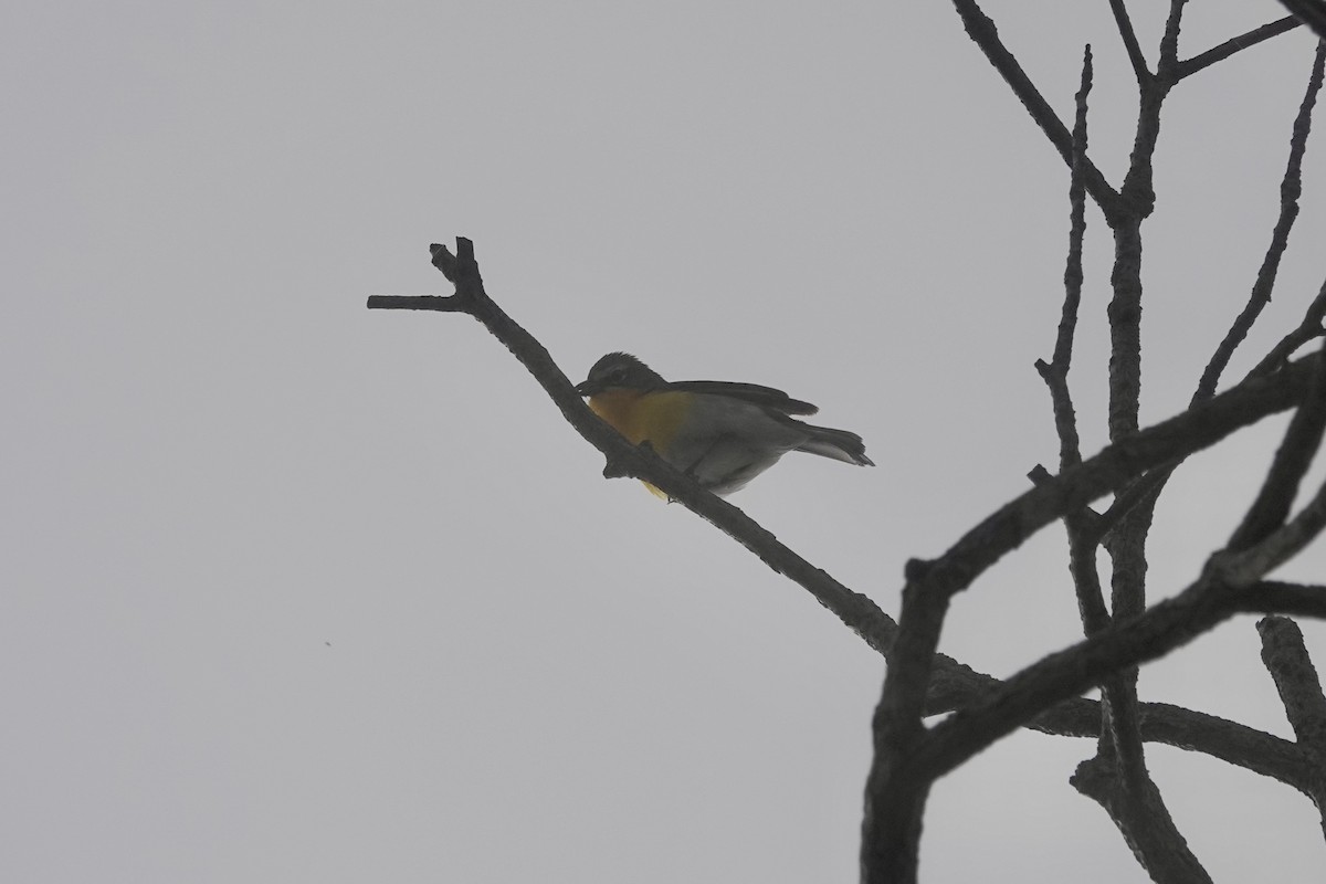 Yellow-breasted Chat - ML619718806