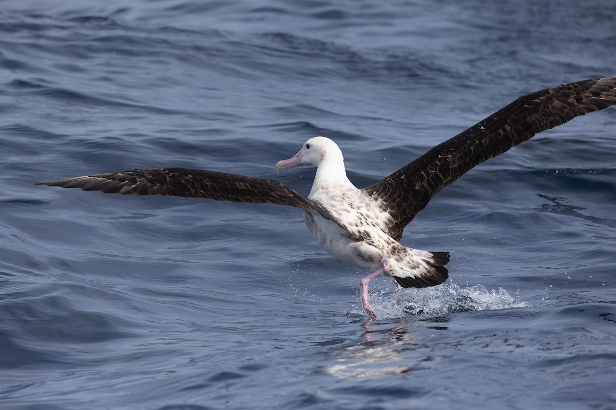 Albatros des Antipodes (gibsoni) - ML619718807