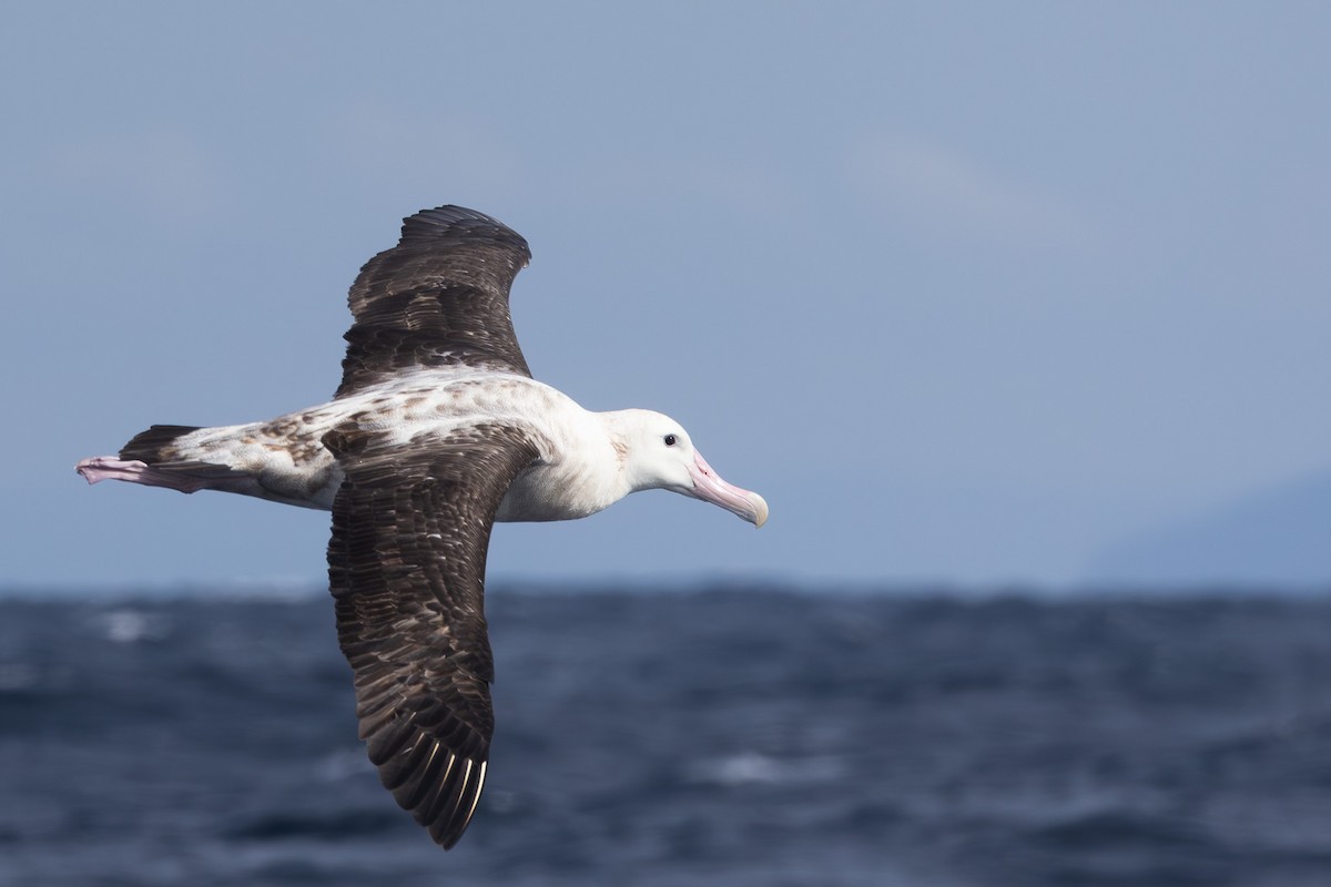 Albatros de las Antípodas (gibsoni) - ML619718810