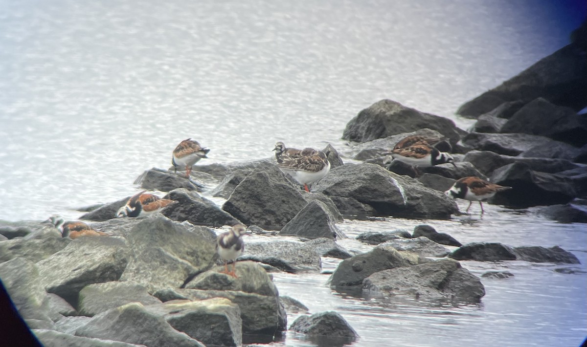 Ruddy Turnstone - ML619718819