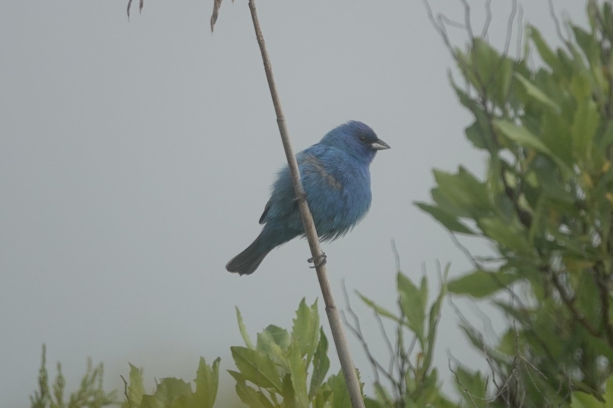 Indigo Bunting - ML619718820