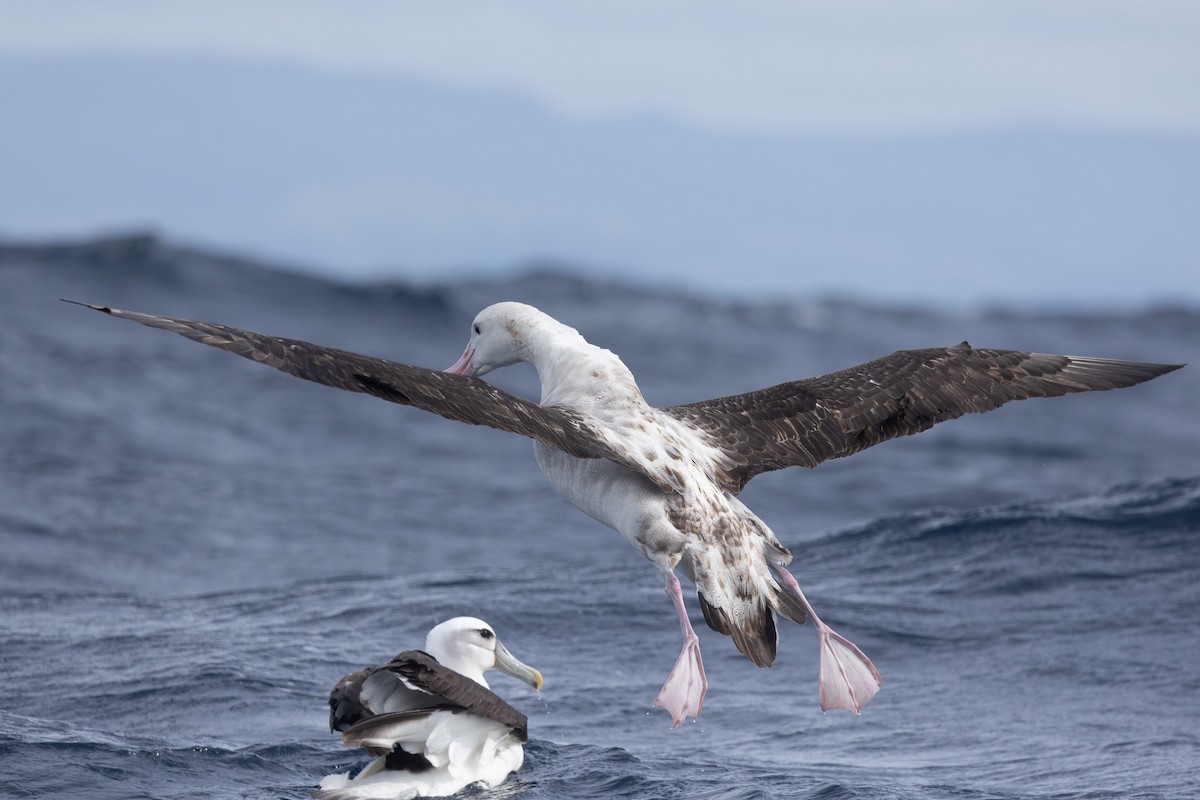 Albatros des Antipodes (gibsoni) - ML619718823