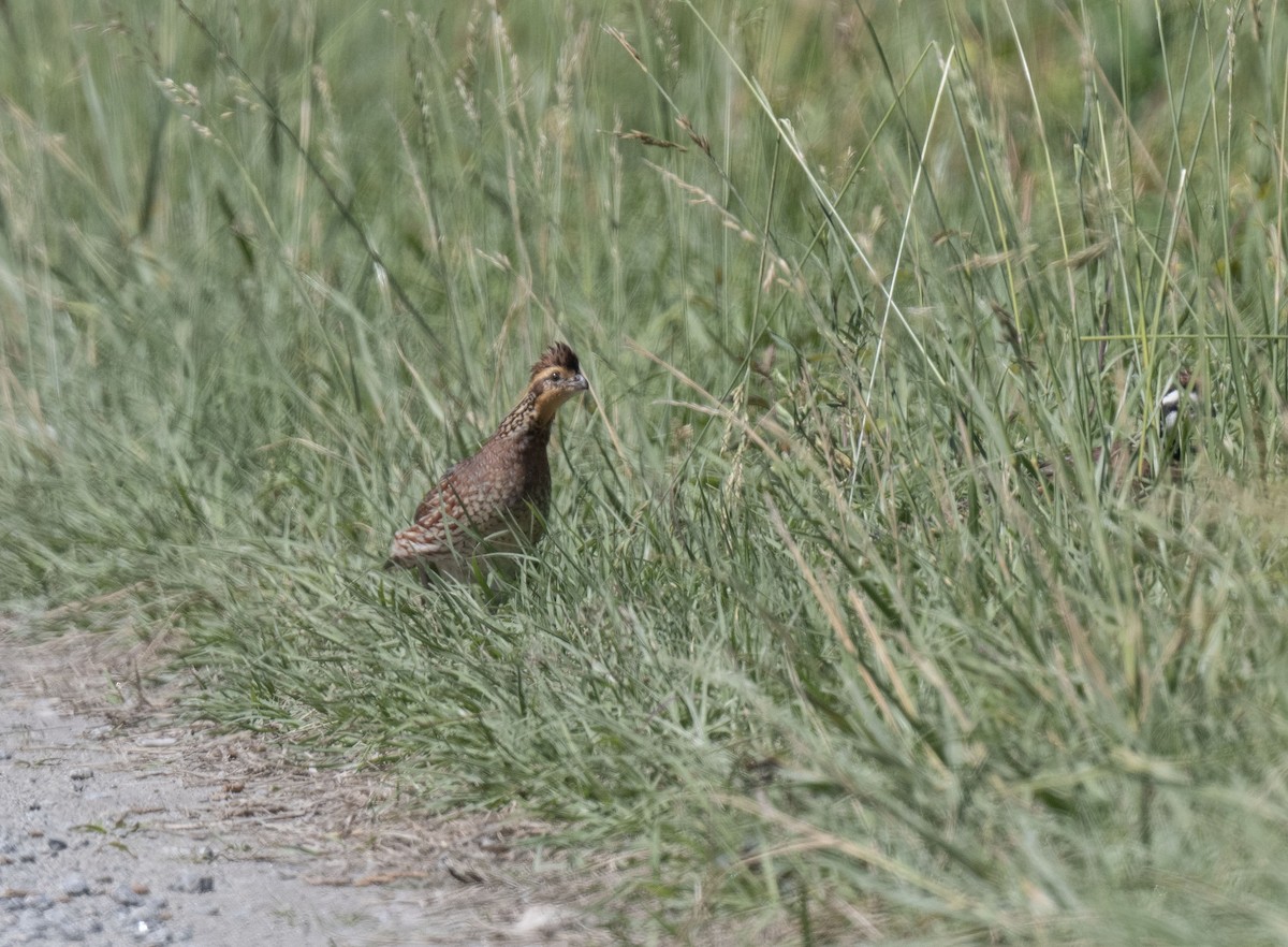 Northern Bobwhite - ML619718831