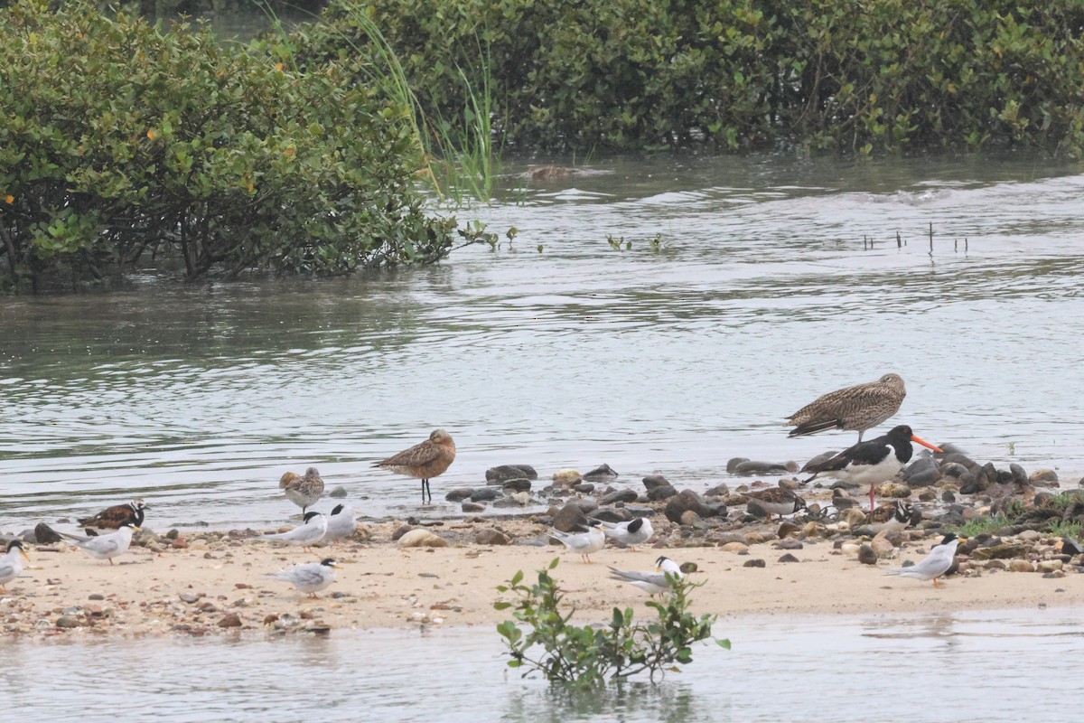 Ruddy Turnstone - ML619718839