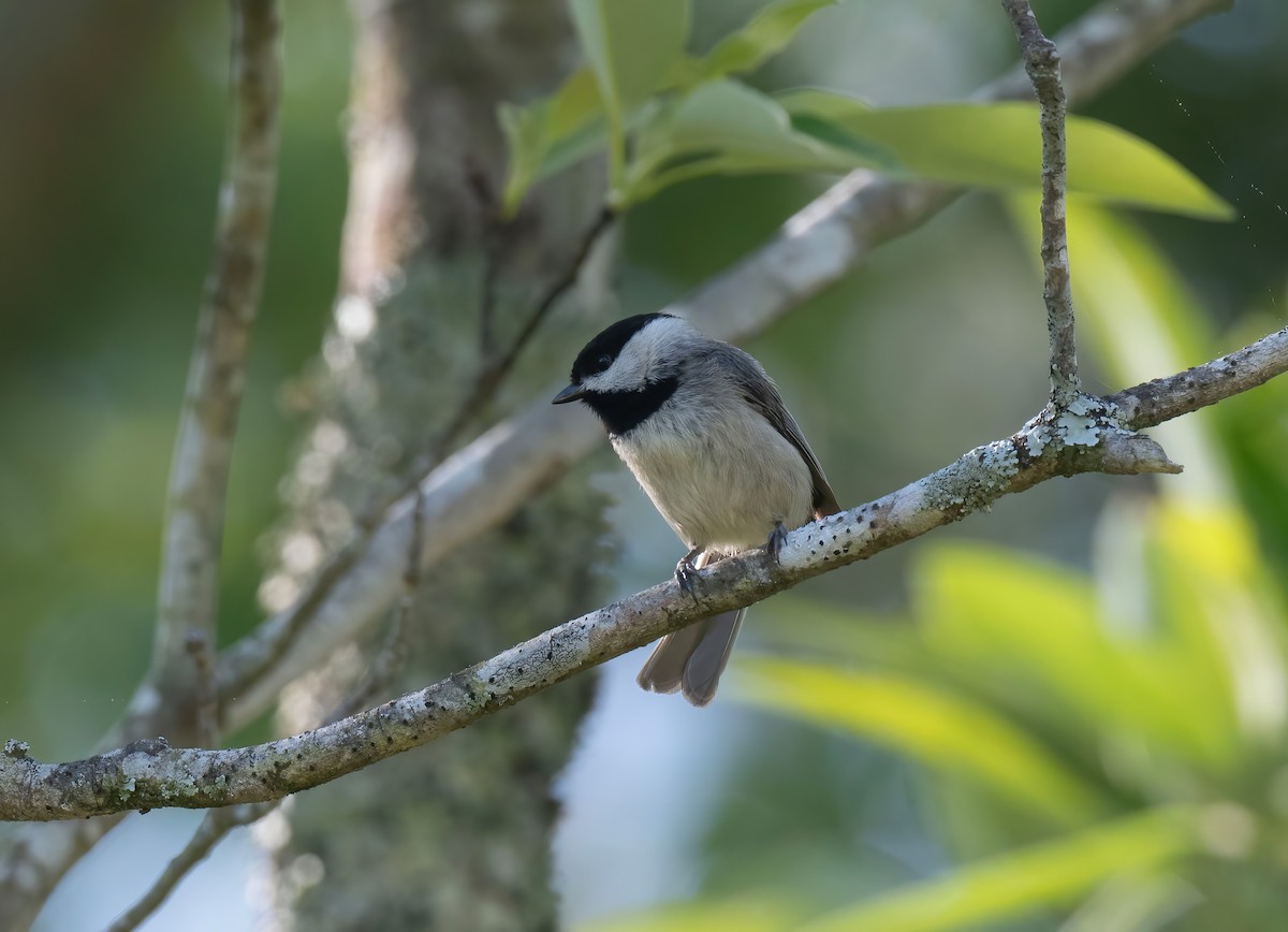 Carolina Chickadee - ML619718840