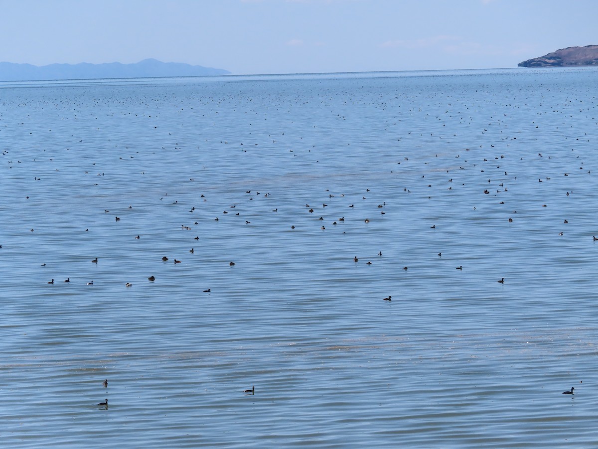 Eared Grebe - ML619718842