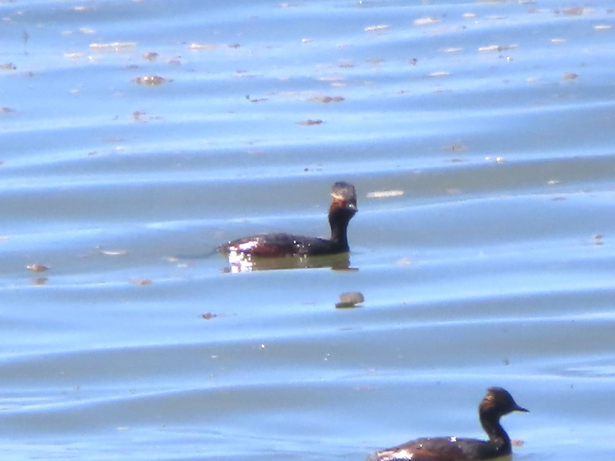 Eared Grebe - ML619718861