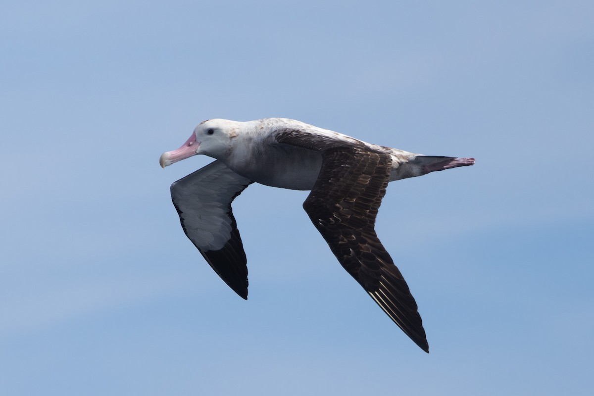 Albatros de las Antípodas (gibsoni) - ML619718863