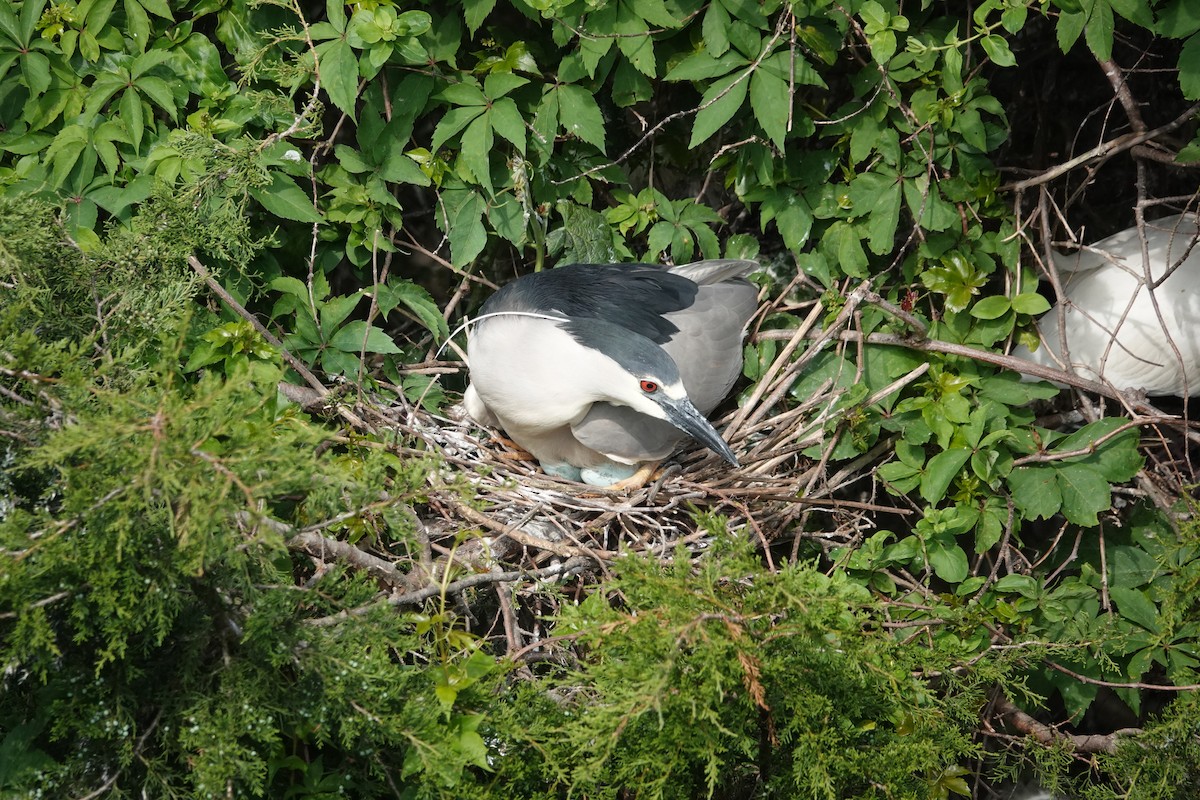 Black-crowned Night Heron - ML619718881