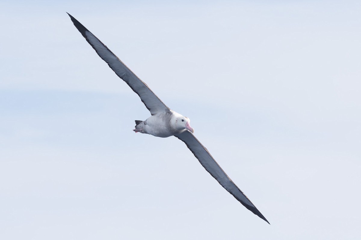 Antipodean Albatross (gibsoni) - ML619718882