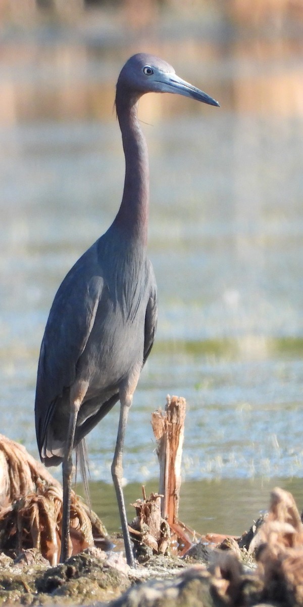 Little Blue Heron - ML619718905