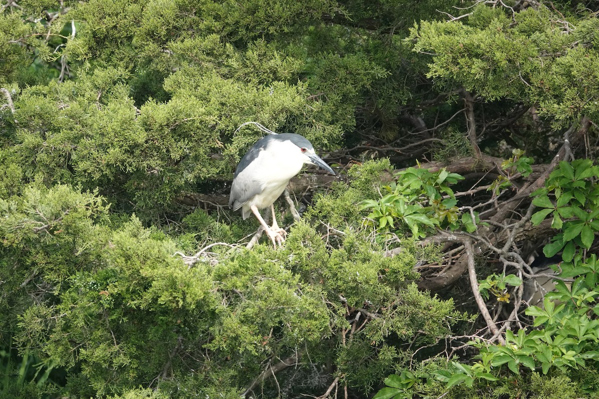 Black-crowned Night Heron - ML619718907