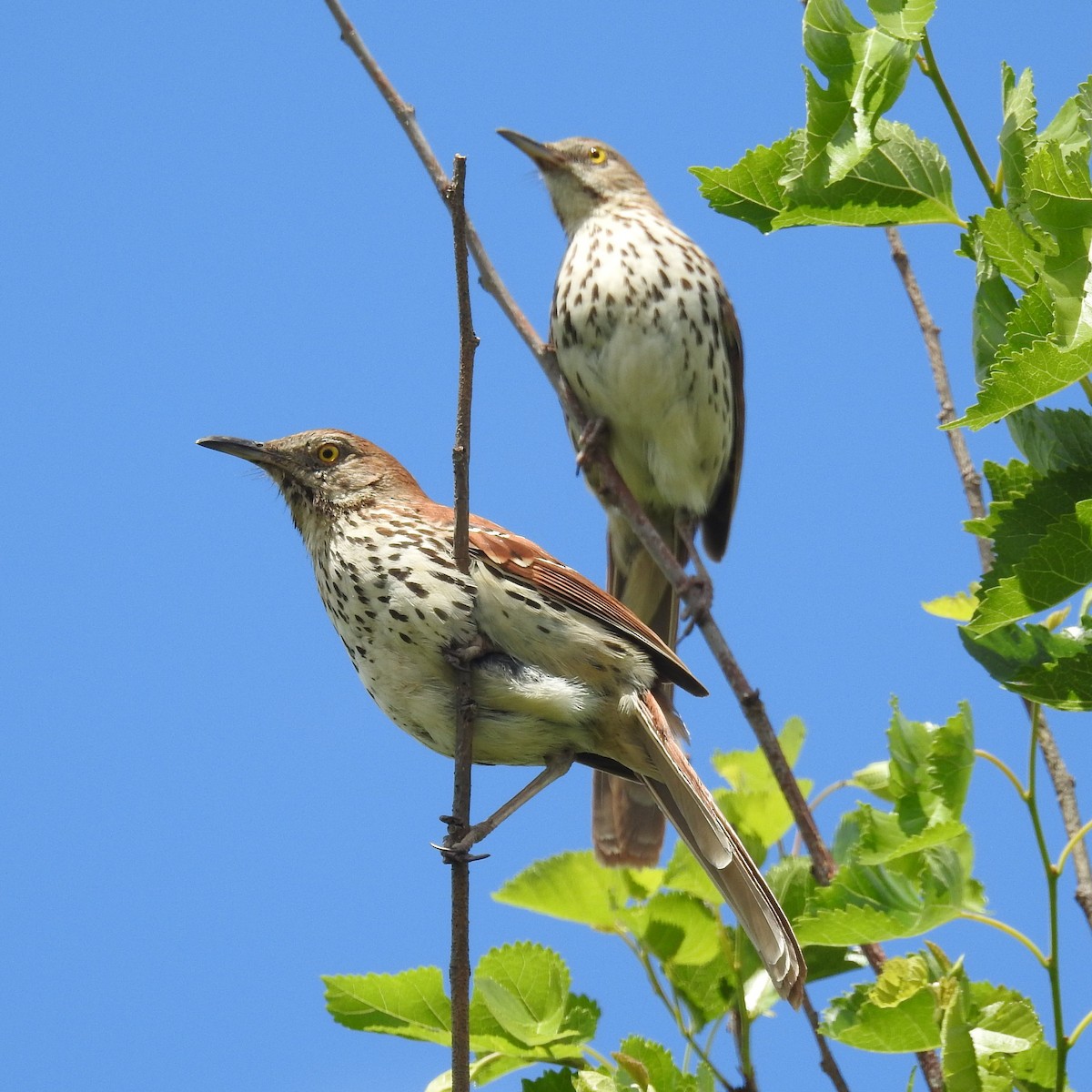 Brown Thrasher - ML61971891