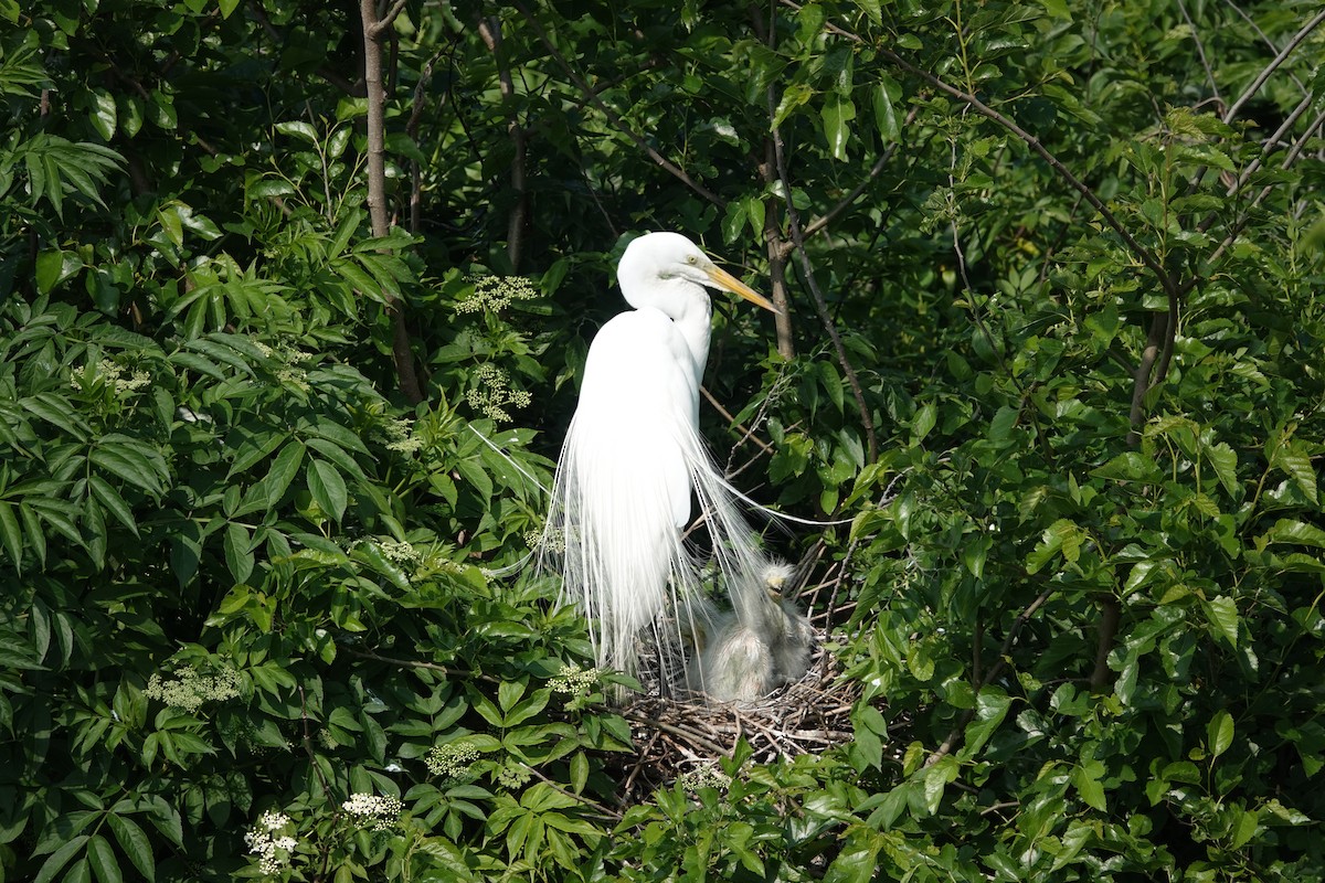 Great Egret - ML619718924