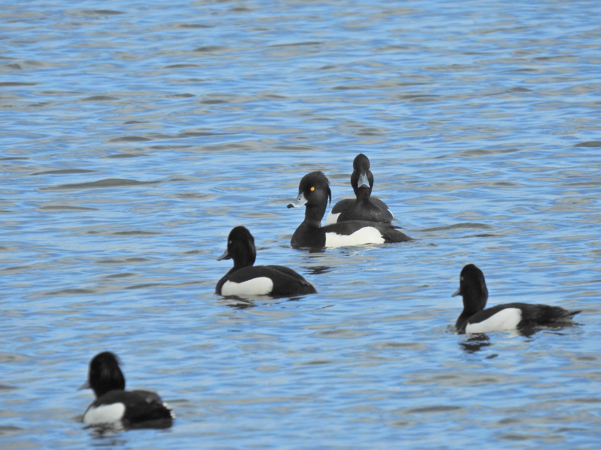 鳳頭潛鴨 - ML619718928