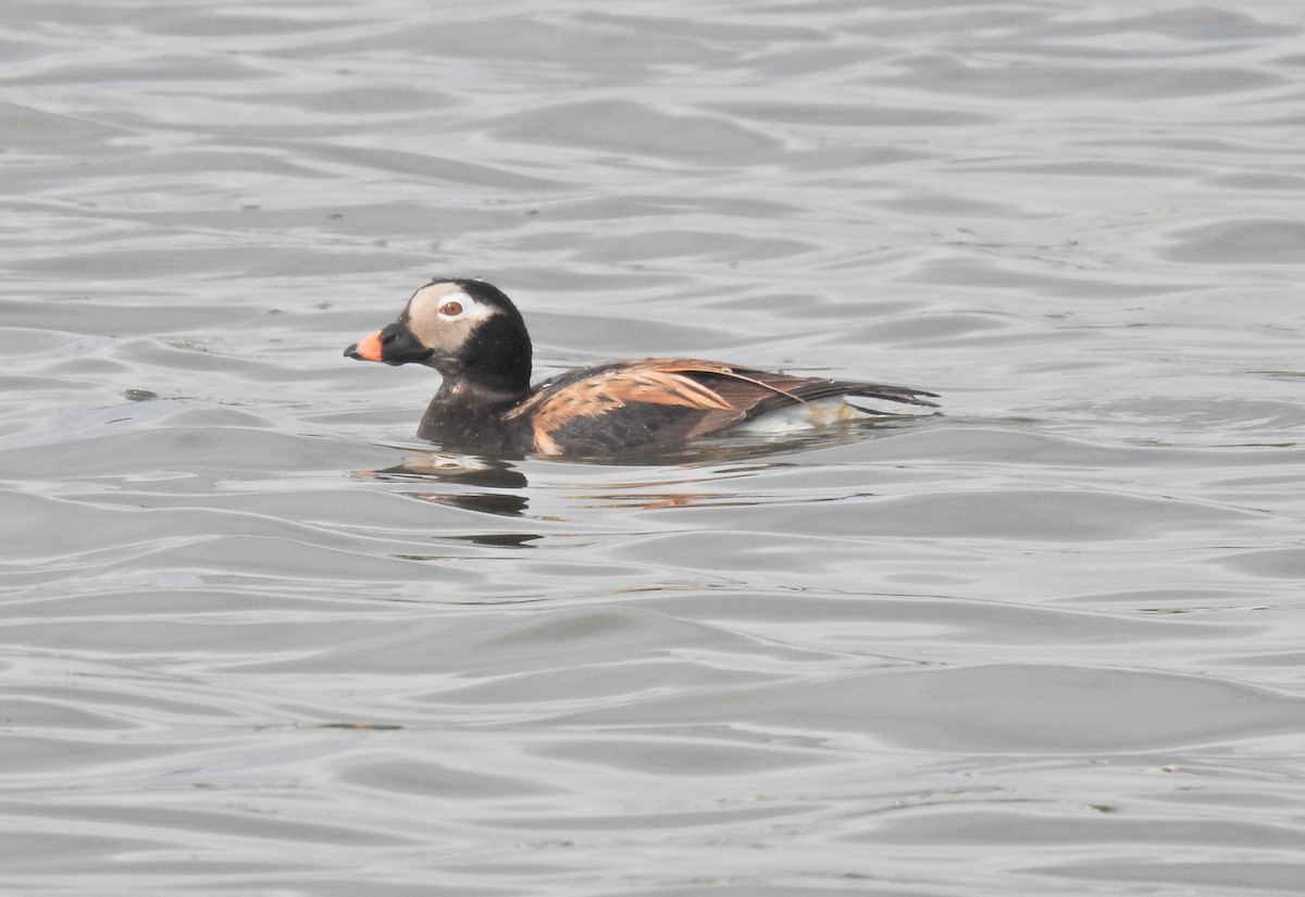 Long-tailed Duck - ML619718930