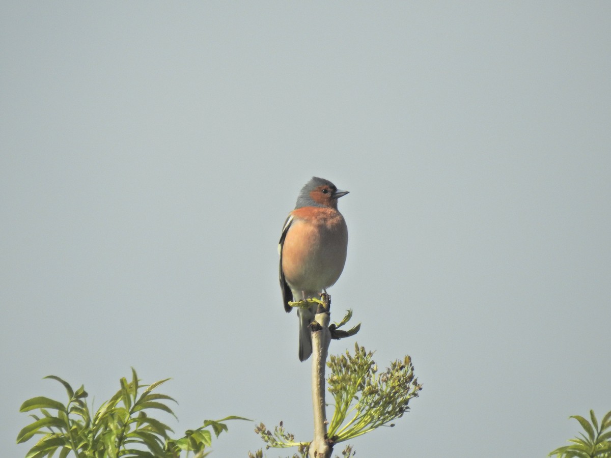 Common Chaffinch - ML619718941