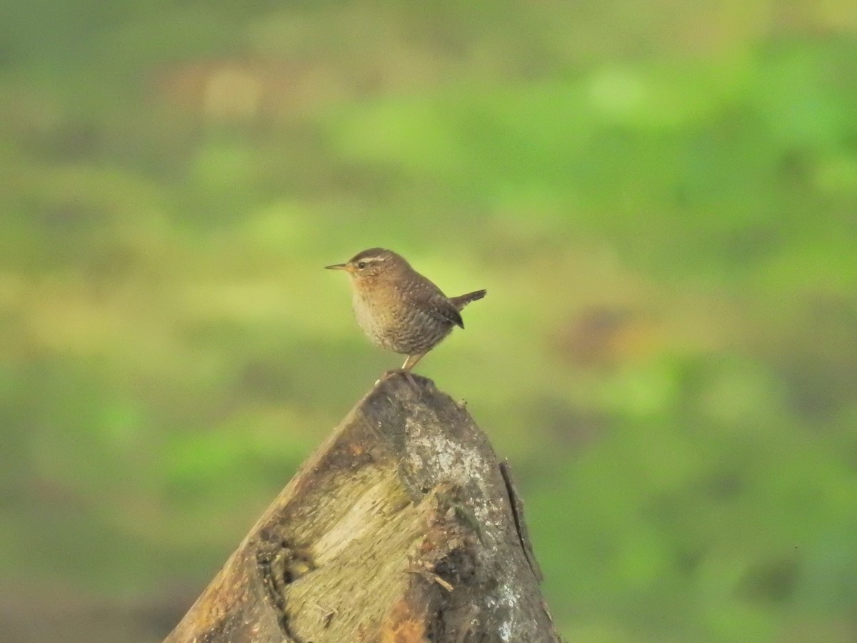 Eurasian Wren - ML619718946