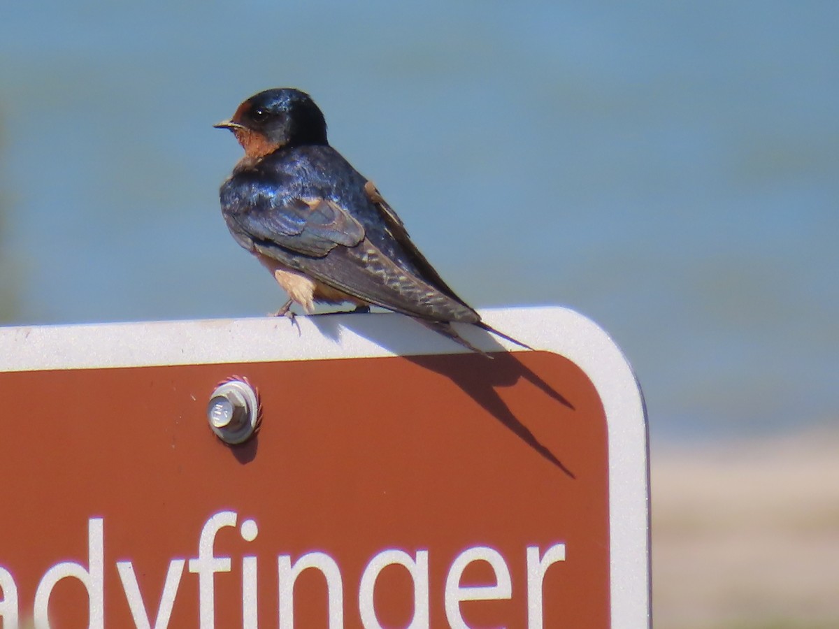 Barn Swallow - ML619718947