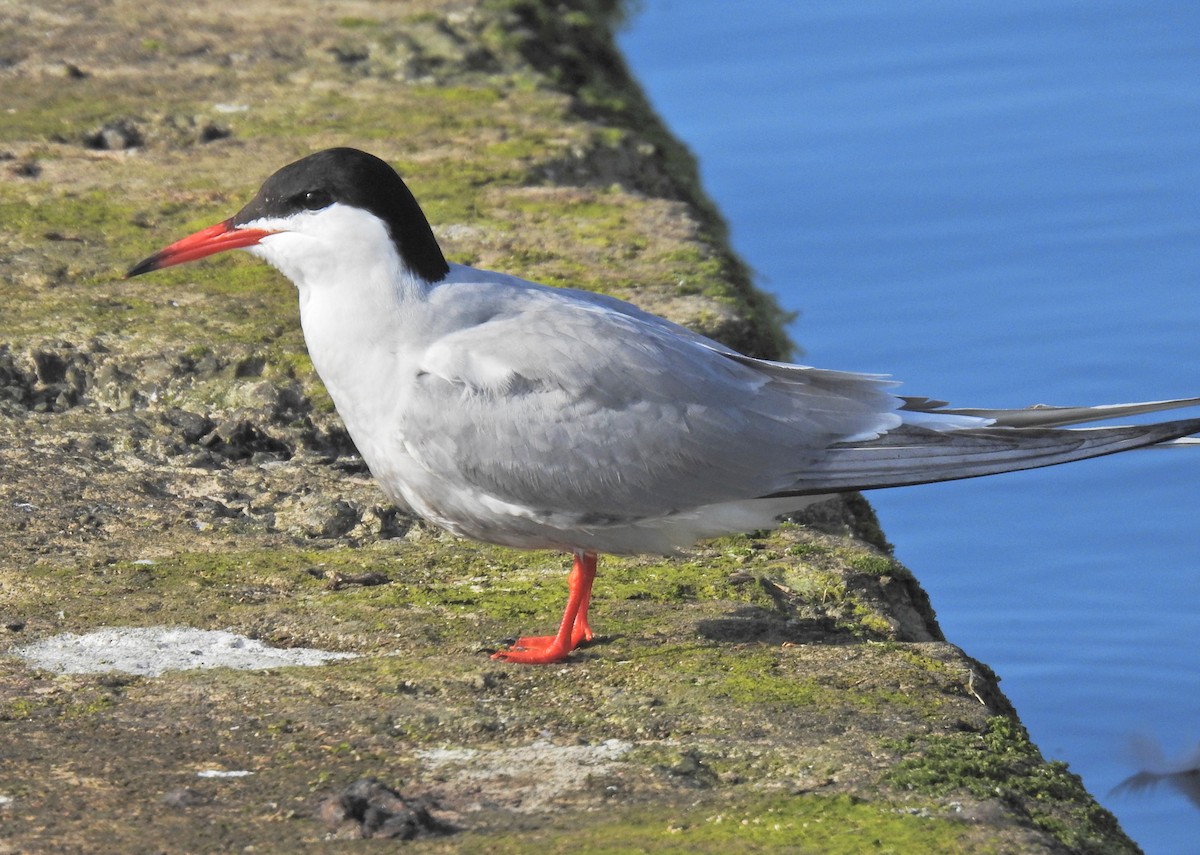 Common Tern - ML619718953