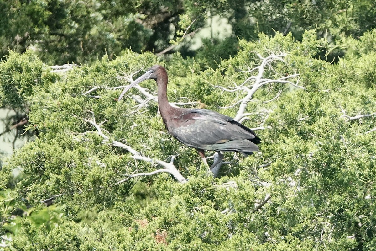 Glossy Ibis - ML619718955